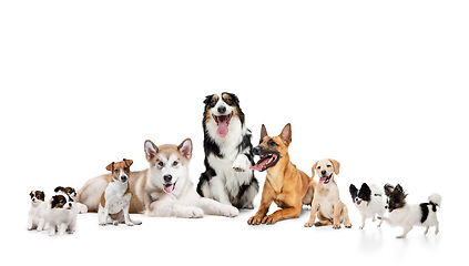 Image showing Art collage made of funny dogs different breeds posing isolated over white studio background.