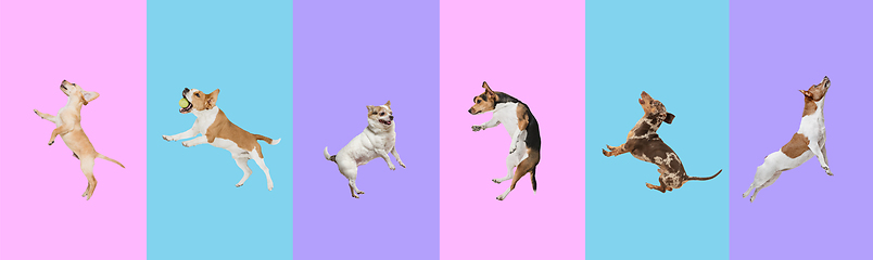 Image showing Art collage made of funny flying dogs different breeds jumping high on multicolored studio background.