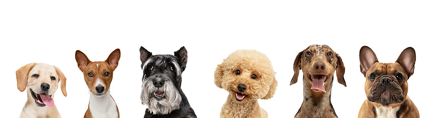 Image showing Art collage made of funny dogs different breeds posing isolated over white studio background.