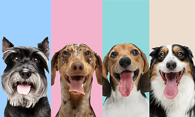 Image showing Art collage made of funny dogs different breeds on multicolored studio background.