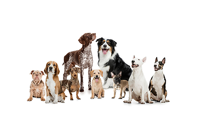 Image showing Art collage made of funny dogs different breeds posing isolated over white studio background.