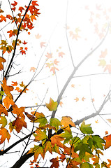 Image showing Fall maple leaves background