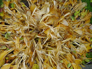 Image showing yellow flower