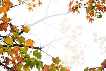 Image showing Fall maple leaves background