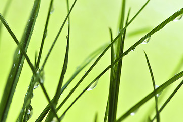 Image showing Green grass background