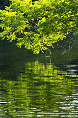 Image showing Green reflections in water