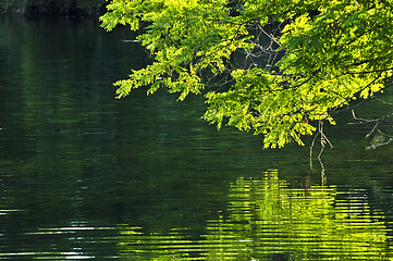 Image showing Green reflections in water