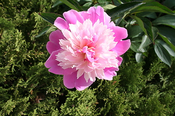 Image showing Peony in blossom