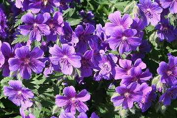 Image showing Naeva flowers 