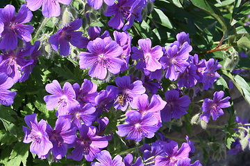 Image showing Naeva flowers with bee