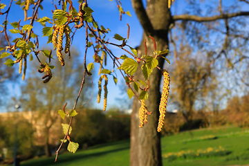 Image showing Birch Tree Blossoms in the Spring