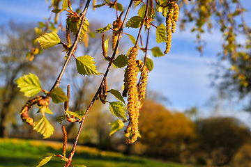 Image showing Birch Tree Blossoms Close Up