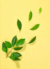 Image showing fresh green leaves