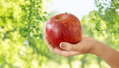 Image showing close up of hands holding ripe red apple