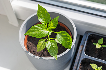 Image showing green pepper sprout