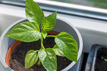 Image showing green pepper sprout