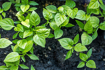 Image showing green pepper sprouts