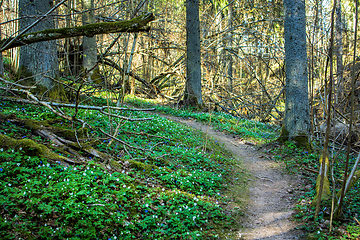 Image showing footpath through an overgrown forest