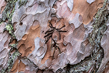 Image showing pine skin macro