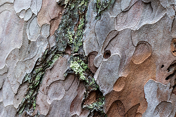 Image showing pine skin macro