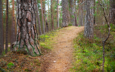 Image showing trail through the forest