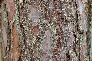 Image showing pine skin macro