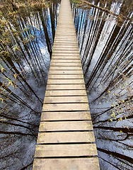 Image showing wooden footbridge through the lake nature trail