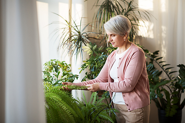 Image showing senior woman takes care of houseplant at home