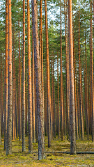 Image showing forest of pines