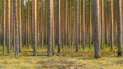 Image showing forest of pines