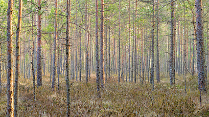 Image showing forest of pines