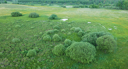 Image showing Springtime wetland in fresh green meadow