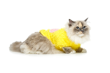 Image showing beautiful birma cat in yellow pullover