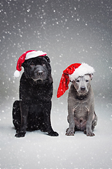 Image showing thai ridgeback puppy and shar pei dog