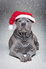 Image showing thai ridgeback puppy in xmas hat