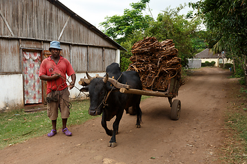 Image showing Malagasy farmer riding ox cart in Nosy Be, Madagascar