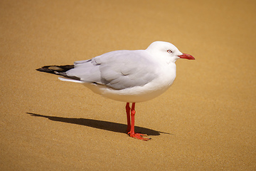 Image showing beautiful seagull at the sandy beach