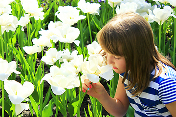 Image showing little girl smells tulips on the flower-bed