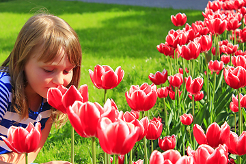 Image showing little girl smells red tulips on the flower-bed