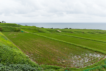 Image showing Fresh Rice meadow