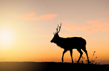 Image showing Silhouette of doe deer under sunset