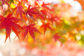 Image showing Autumn Maple leaf