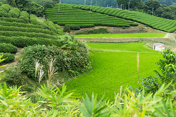 Image showing Tea field and rice meadow