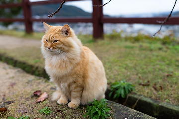 Image showing Adorable cat sitting at park