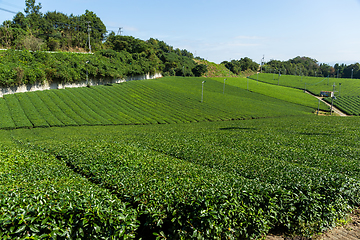 Image showing Tea plantation field