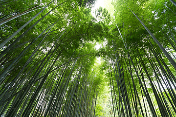 Image showing Green Bamboo forest