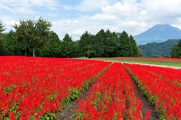 Image showing Red Salvia farm