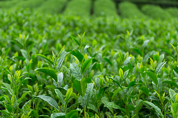 Image showing Tea garden