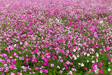 Image showing Cosmos flower in field