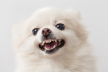 Image showing Angry pomeranian over white background